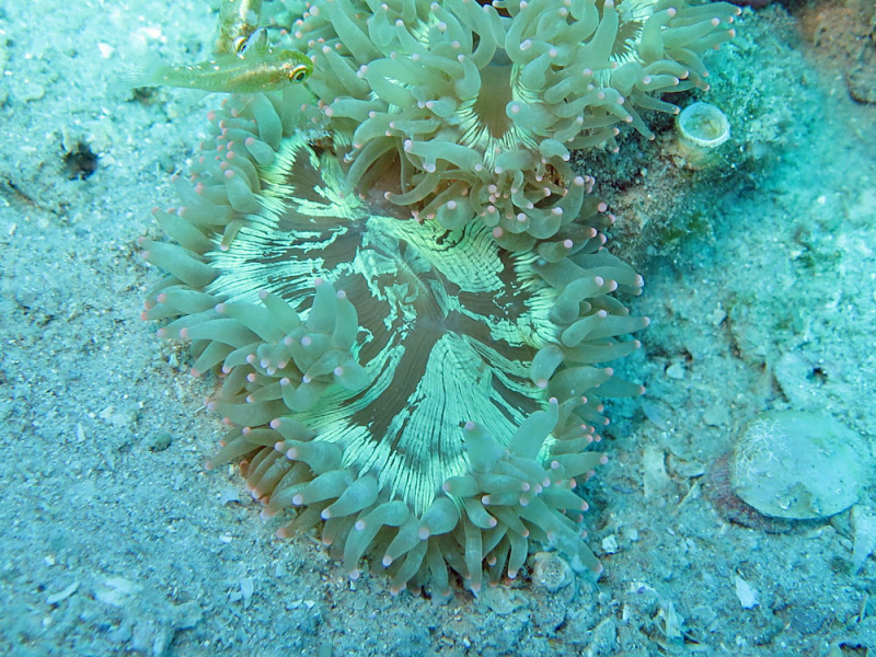 Elegance Coral, Catalaphyllia jardinei