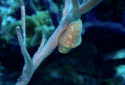 Flamingo Tongue Snail, Cyphoma gibbosum