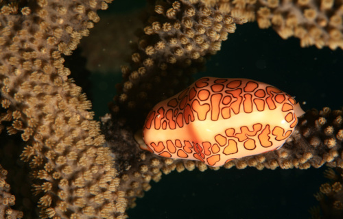 Flamingo Tongue Snail, Cyphoma gibbosum