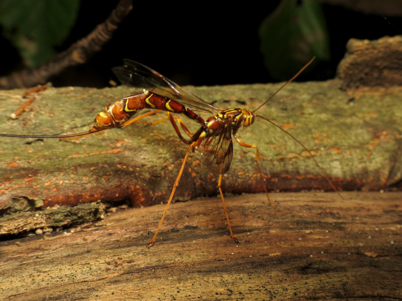 Giant Ichneumon Wasp, Megarhyssa greenei