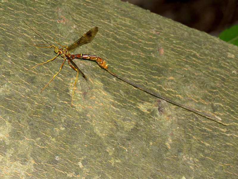 Giant Ichneumon Wasp, Megarhyssa greenei