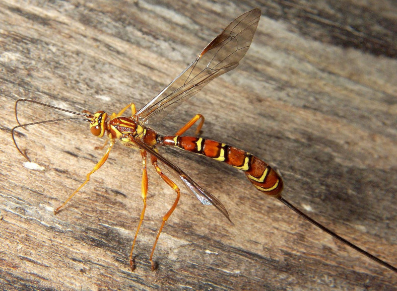 Giant Ichneumon Wasp L Astonishing Appearance Our Breathing Planet Giant Ichneumon Wasp L Astonishing Appearance Our Breathing Planet