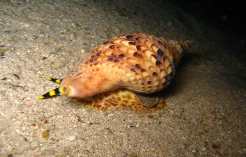 5 Astounding Sea Snails