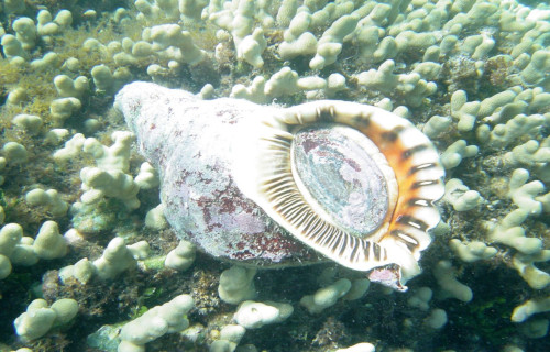 Giant Triton, Charonia tritonis