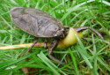 Giant Water Bug, Lethocerus americanus