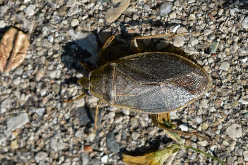 Giant Water Bug, Lethocerus americanus