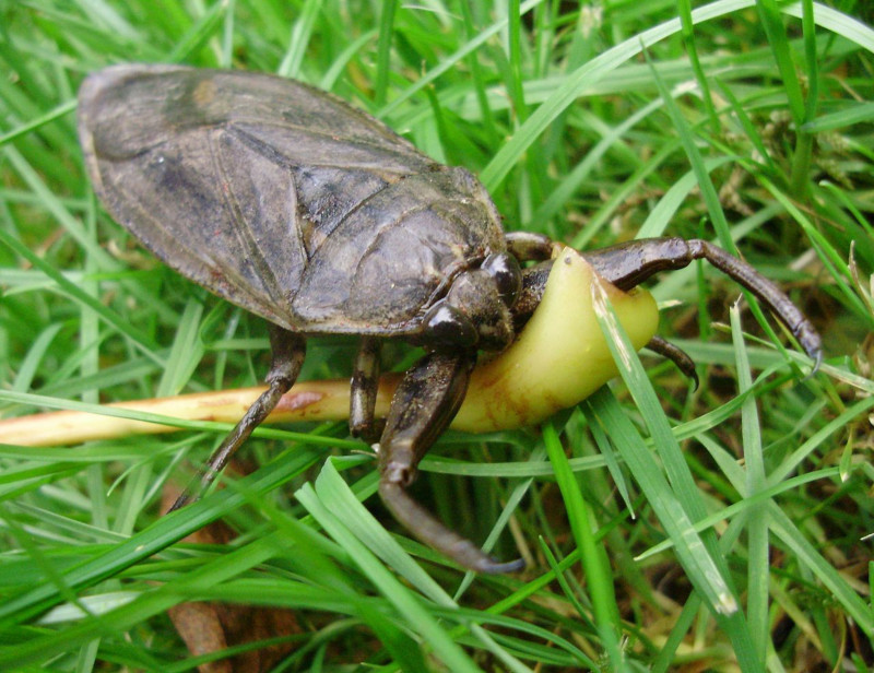 Giant Water Bug, Lethocerus americanus