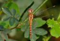 Globe Skimmer, Pantala flavescens