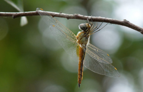 Globe Skimmer, Pantala flavescens