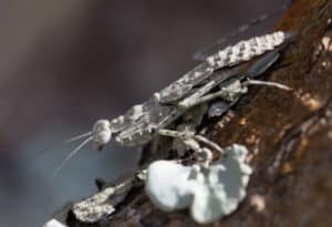 Grizzled Mantis, Gonatista grisea