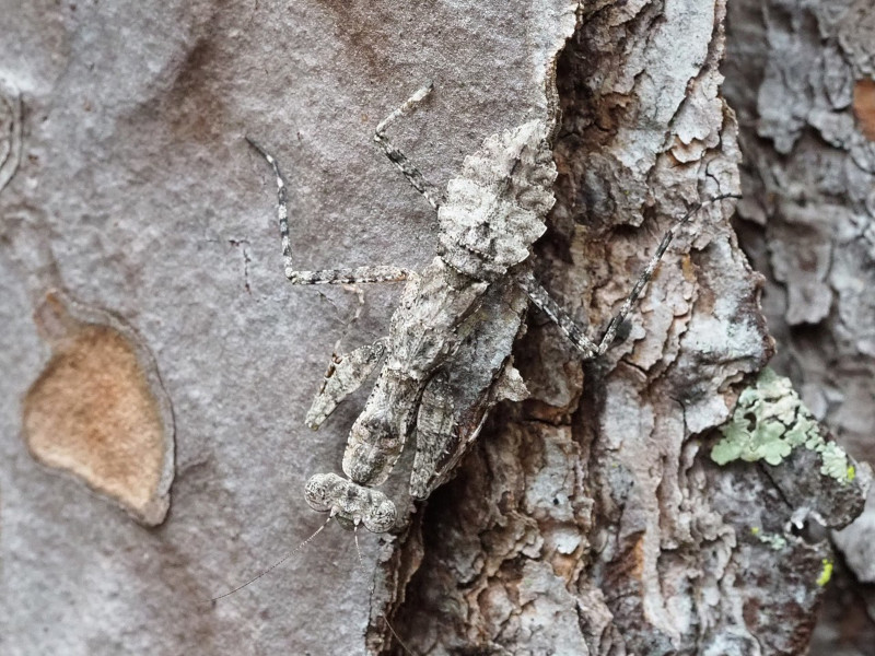 Grizzled Mantis, Gonatista grisea