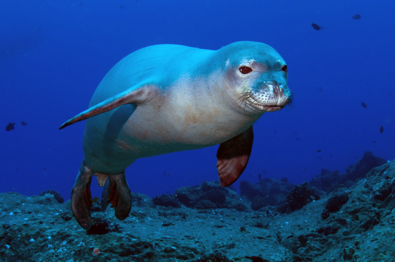 Hawaiian Monk Seal, Monachus schauinslandi