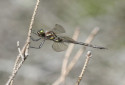 Hines Emerald Dragonfly, Somatochlora hineana