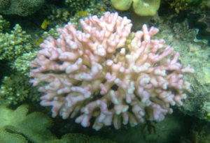 Hood Coral, Stylophopra pistillata