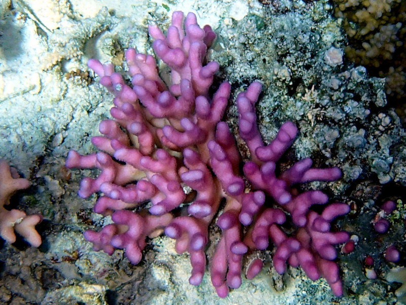 Hood Coral, Stylophopra pistillata