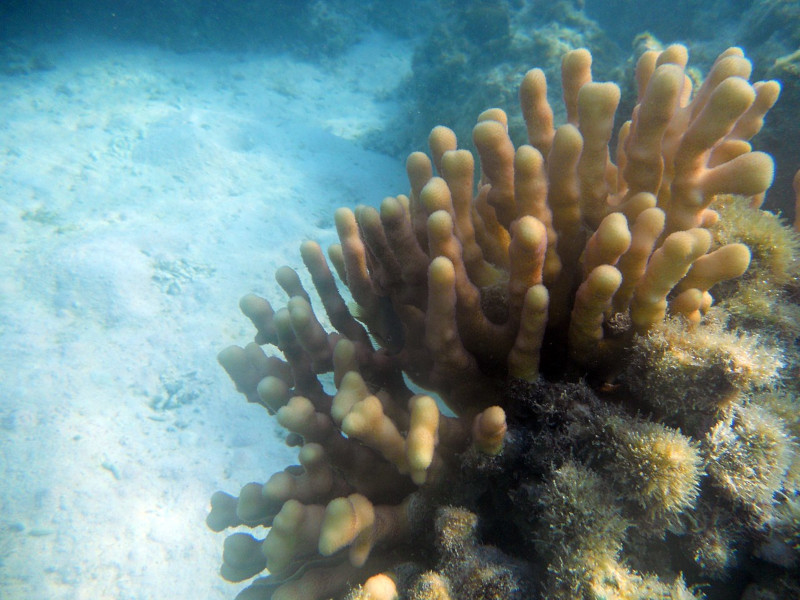 Hood Coral, Stylophopra pistillata