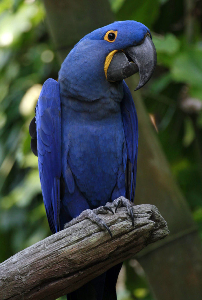 Hyacinth Macaw, Anodorhynchus hyacinthinus