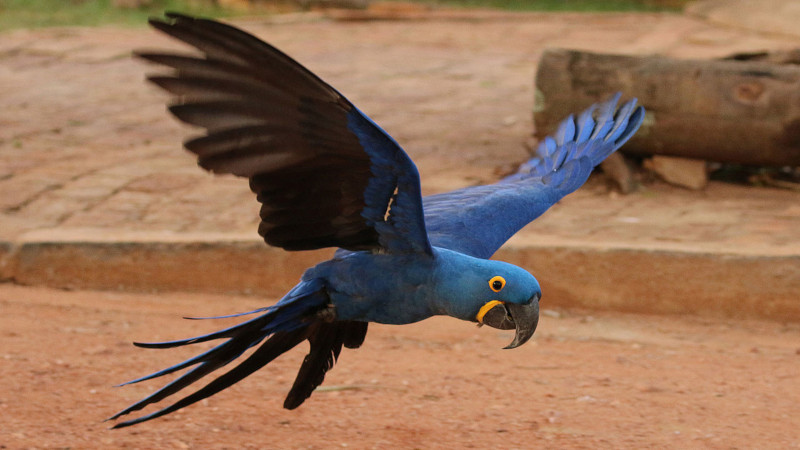 Hyacinth Macaw, Anodorhynchus hyacinthinus