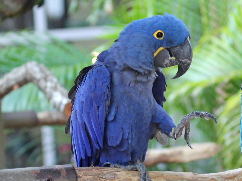 Hyacinth Macaw, Anodorhynchus hyacinthinus