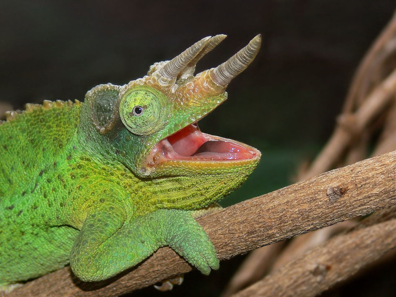 Jackson's Chameleon l Bizarre Appearance - Our Breathing Planet