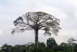 Kapok tree, Ceiba pentandra