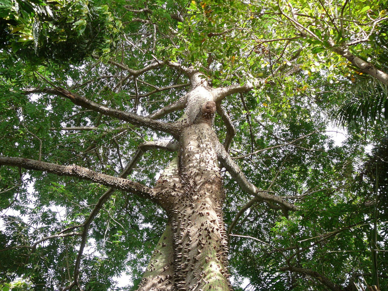Kapok tree, Ceiba pentandra