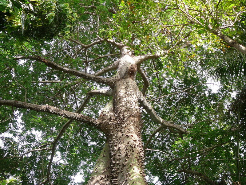 Kapok Tree l Lesser- Known Giant - Our Breathing Planet