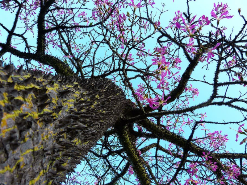 Kapok tree, Ceiba pentandra