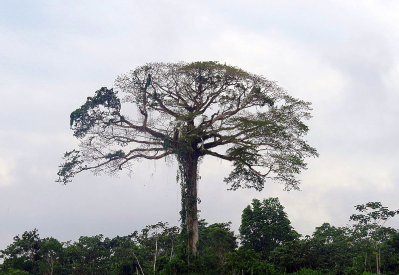 Kapok tree, Ceiba pentandra