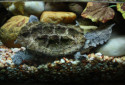 Mata Mata, Chelus fimbriatus