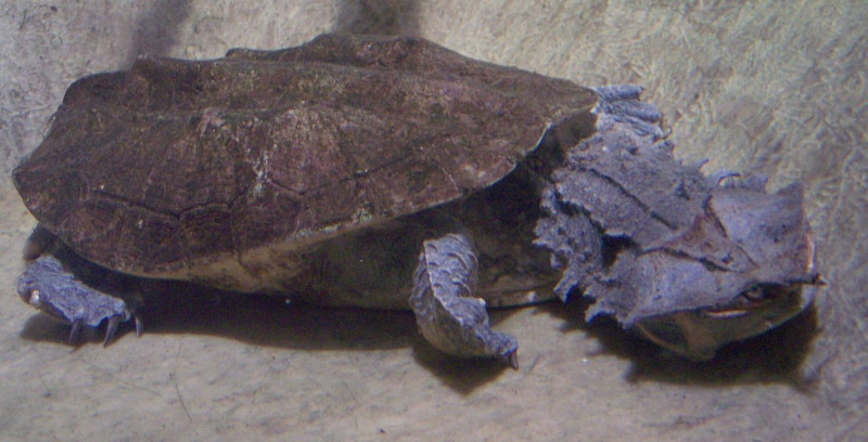 Mata Mata, Chelus fimbriatus