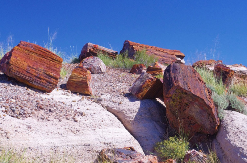Petrified Forest