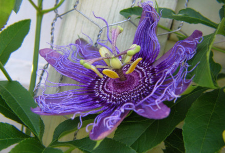 Purple Passionflower, Passiflora Incarnata