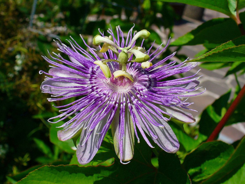 Purple Passionflower, Passiflora Incarnata