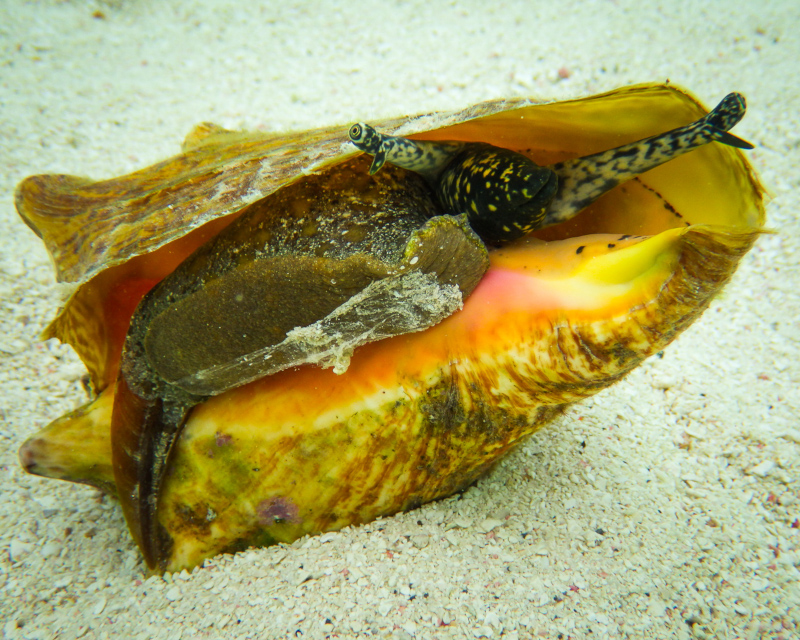 Queen Conch, Lobatus gigas