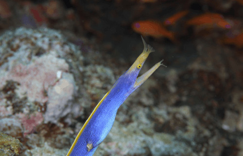 Ribbon Eel, Rhinomuraena quaesita