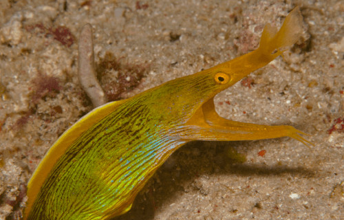 Ribbon Eel, Rhinomuraena quaesita