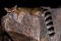 Ring-Tailed Cat, Bassariscus astutus