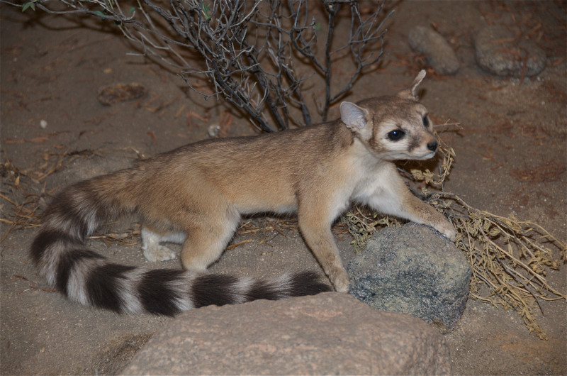 Ring-Tailed Cat, Bassariscus astutus