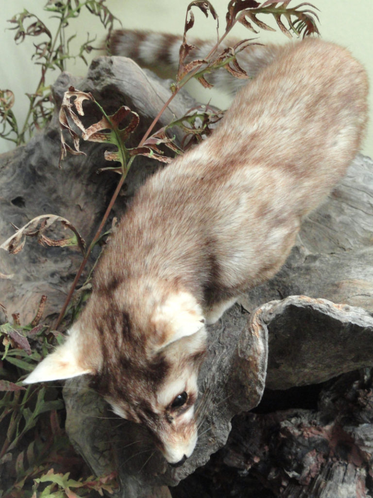 Ring-Tailed Cat, Bassariscus astutus