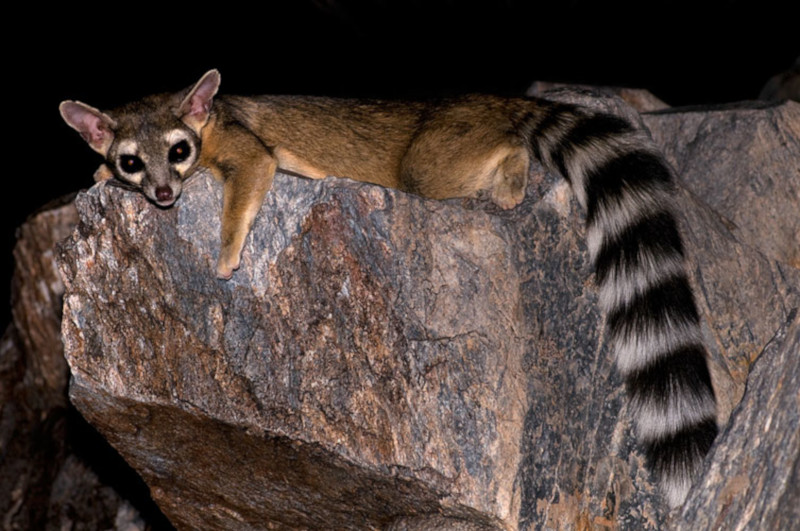 Ring-Tailed Cat, Bassariscus astutus