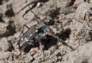 Salt Creek Tiger Beetle, Cicindela nevadica lincolniana