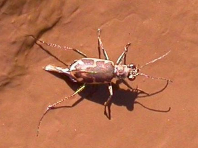 Salt Creek Tiger Beetle, Cicindela nevadica lincolniana