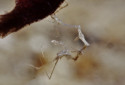 Skeleton Shrimp, Caprellidae