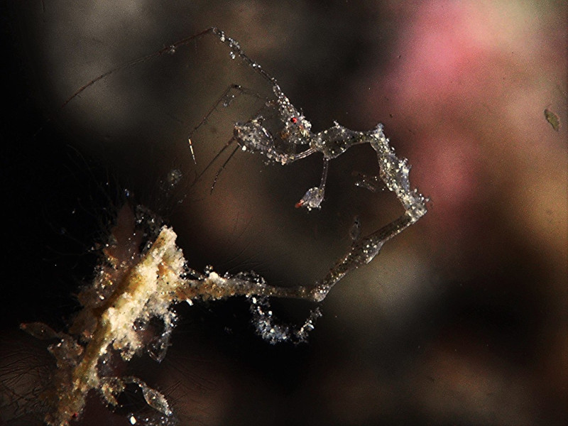 Skeleton Shrimp, Caprellidae