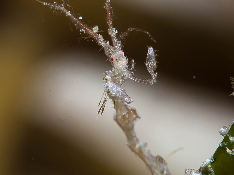 Skeleton Shrimp, Caprellidae