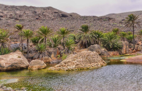 Socotra Bluet, Azuragrion granti