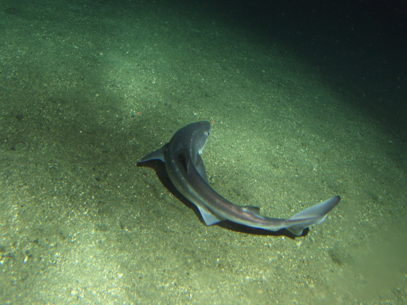 Spiny Dogfish, Squalus acanthias