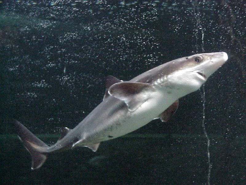 Spiny Dogfish, Squalus acanthias