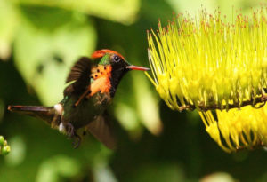 Tufted Coquette Hummingbird, Lophornis ornatus